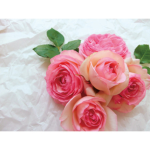 Honyaradoh Sodium Bicarbonate Rose Bath Salt 15g*9pcs 日本Honyaradoh虹雅堂早春疗愈玫瑰芬芳碳酸钠入浴剂 - Image 5